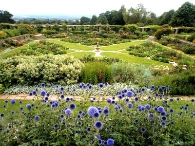 the great plat taken by harry bond winning first prize for it at the taunton flower show 2012